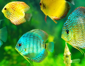 Beautiful watch tropical fish Stock Photo 02
