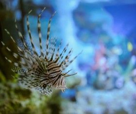 Beautiful watch tropical fish Stock Photo 06