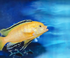 Beautiful watch tropical fish Stock Photo 07