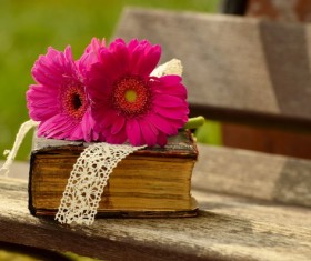 Bible and Gerbera Stock Photo