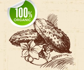 Bitter gourd hand drawn sketch vector