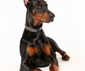 Black Doberman HD picture