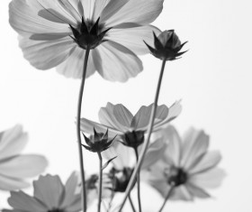 Black and white gesang flowers HD picture