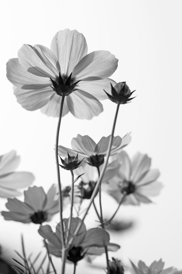 Black and white gesang flowers HD picture