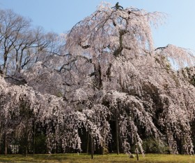 Blooming cherry blossoms HD picture
