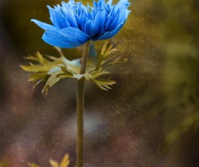 Blue anemone flowers Stock Photo