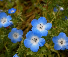 Blue flowers Stock Photo