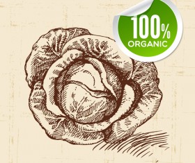 Cabbage hand drawn sketch vector