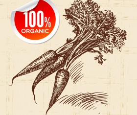 Carrot hand drawn sketch vector