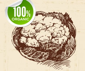 Cauliflower hand drawn sketch vector