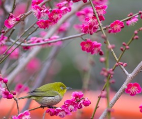 Cherry blossoms and birds HD picture