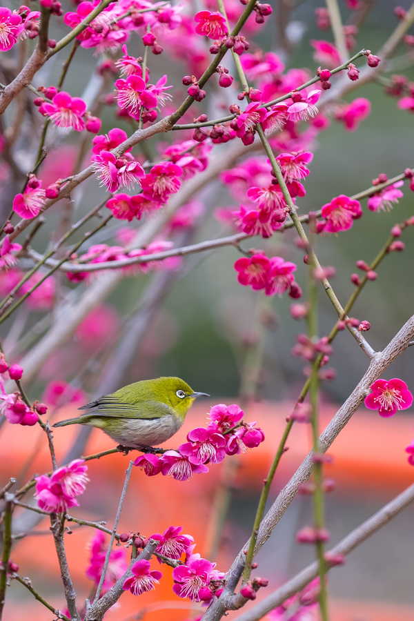 Cherry blossoms and birds HD picture