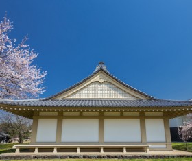 Cherry blossoms and houses HD picture 01