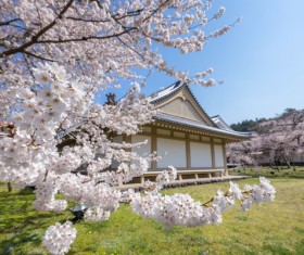 Cherry blossoms and houses HD picture 02