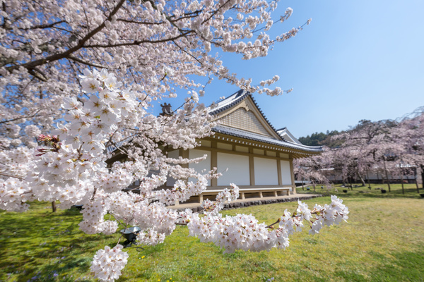 Cherry blossoms and houses HD picture 02
