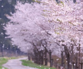 Cherry blossoms flying on the roadside HD picture