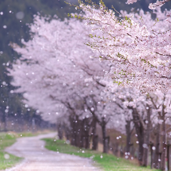 Cherry blossoms flying on the roadside HD picture