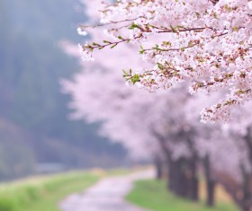 Cherry path HD picture 01