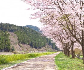 Cherry path HD picture 02