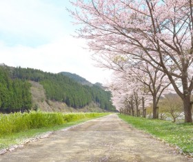 Cherry path HD picture 03