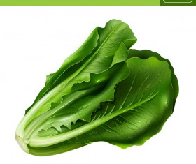 China cabbage realistic vectors