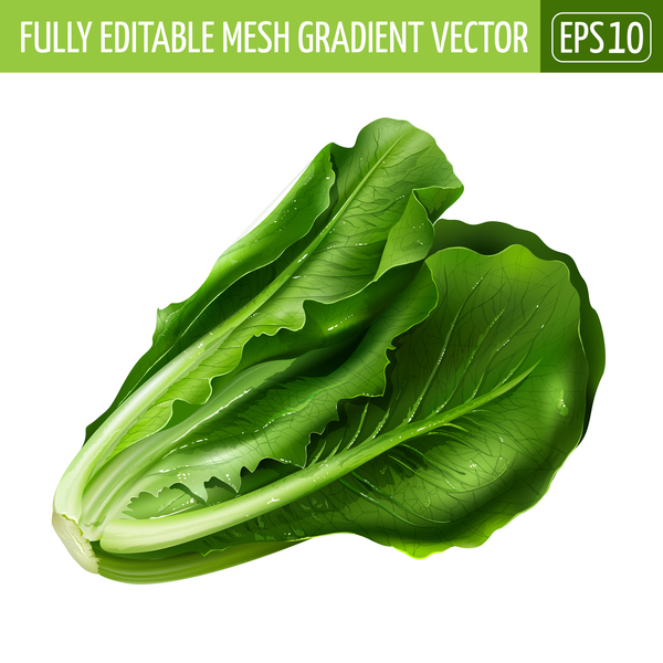 China cabbage realistic vectors