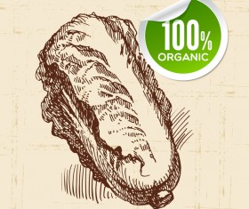 Chinese cabbage hand drawn sketch vector