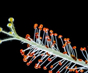 Close-up hibiscus flower buds HD picture 01