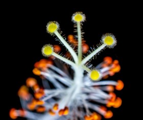 Close-up hibiscus flower buds HD picture 02