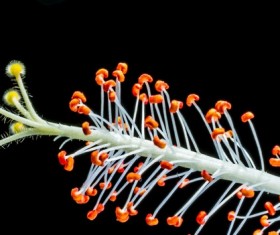 Close-up hibiscus flower buds HD picture 03
