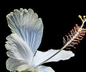 Close-up hibiscus flower buds HD picture 04