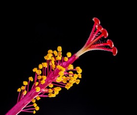 Close-up hibiscus flower buds HD picture 05