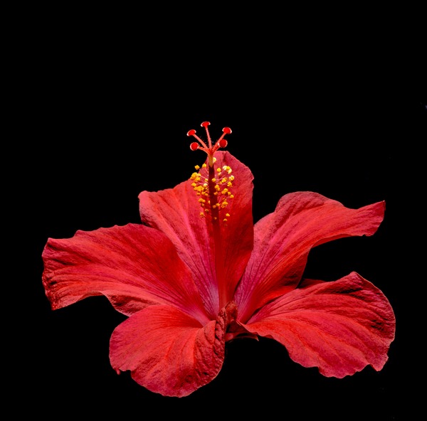 Close-up micro-red hibiscus flower HD picture 02