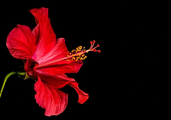 Close-up micro-red hibiscus flower HD picture 04