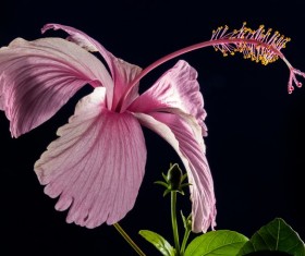 Close-up micro-shot pink hibiscus flower HD picture 02