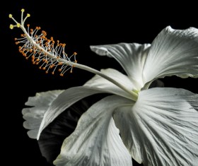 Close-up micro-shot pink hibiscus flower HD picture 03