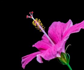 Close-up micro-shot pink hibiscus flower HD picture 04
