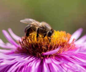 Close up of bees and flowers Stock Photo