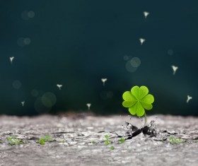 Clover background Stock Photo