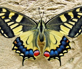 Color Swallowtail Butterfly Stock Photo