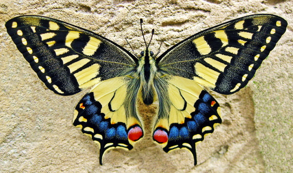 Color Swallowtail Butterfly Stock Photo