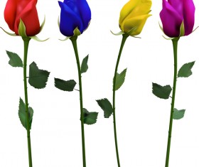 Colored rose with branches vector