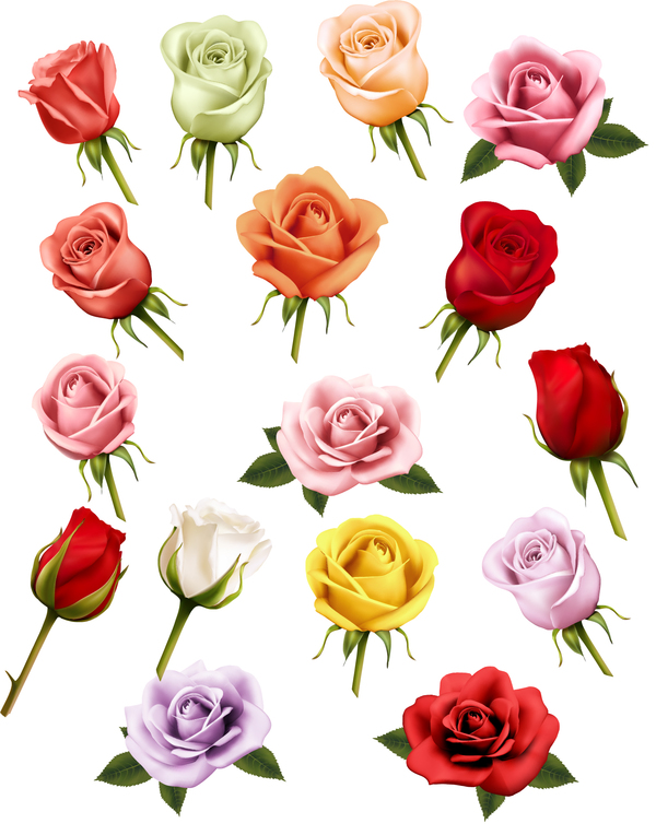 Colorful rose illustration vector material