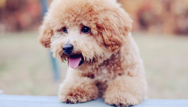 Cute Teddy Dog Stock Photo