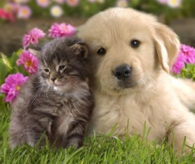 Cute kitten puppy Stock Photo
