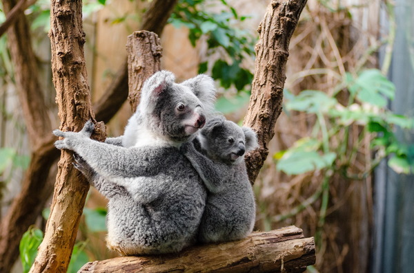 Cute koala HD picture