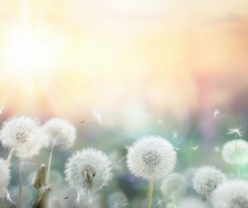 Dancing dandelion HD picture