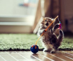 Dancing kitten Stock Photo