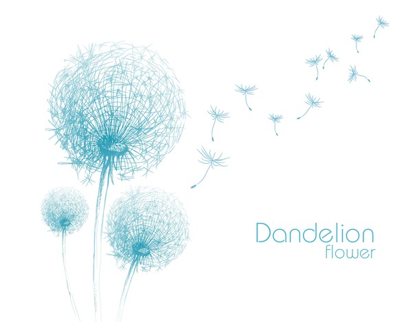 Dandelion flower illustration vector