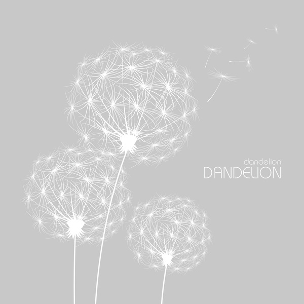 Dandelion with gray background vector 02
